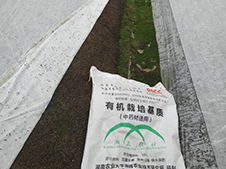 四川中藥材白芨育苗種植茍時(shí)態(tài)