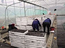 湘西瀘溪蔬菜育苗基地楊剛許
