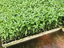 長沙縣春華蔬菜育苗基地柳總
